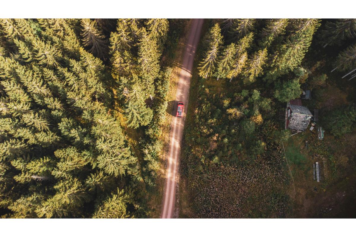 A view of The Black Forest