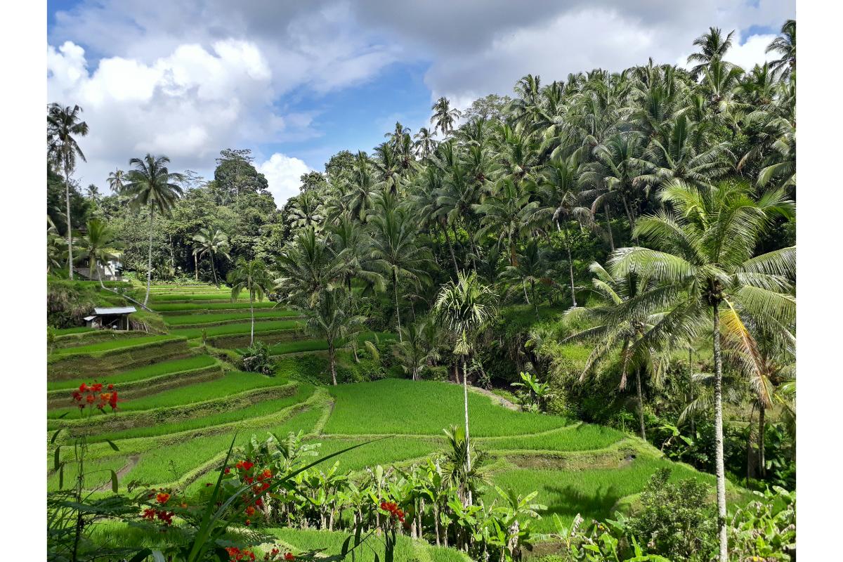 A view of Ubud, Bali